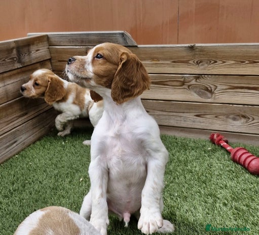 Épagneul Breton perros - Anuncio 2