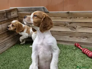 Épagneul Breton perros BRETONES - Anuncio 4