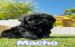 Perro de Agua Español perros en venta: PERRO DE AGUA ESPAÑOL MACHO - Imagen 1
