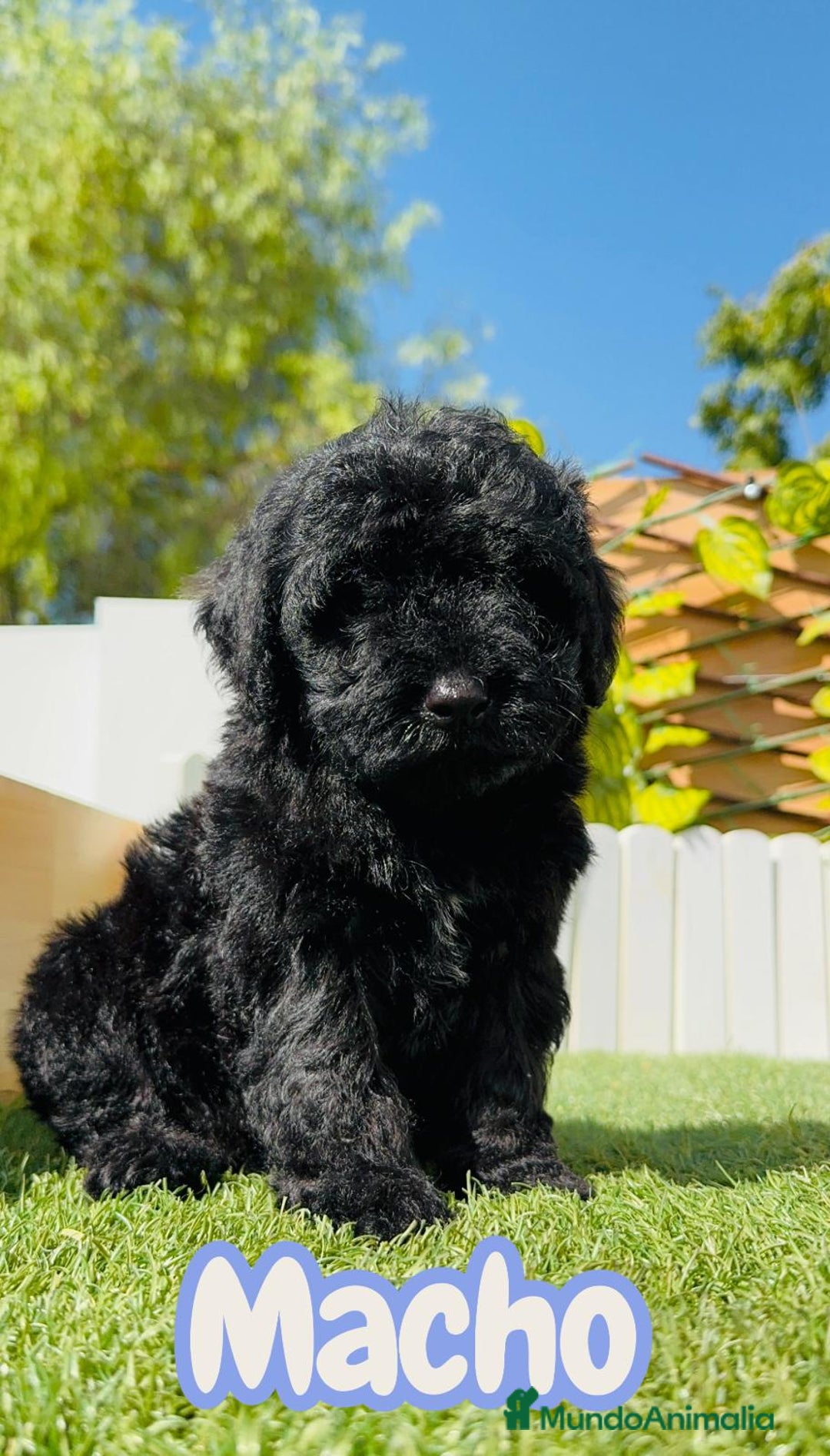 Perro de Agua Español perros en venta: PERRO DE AGUA ESPAÑOL MACHO - Imagen 1