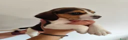 Beagle perros en venta: Beagle 641387649 - Anuncio 1