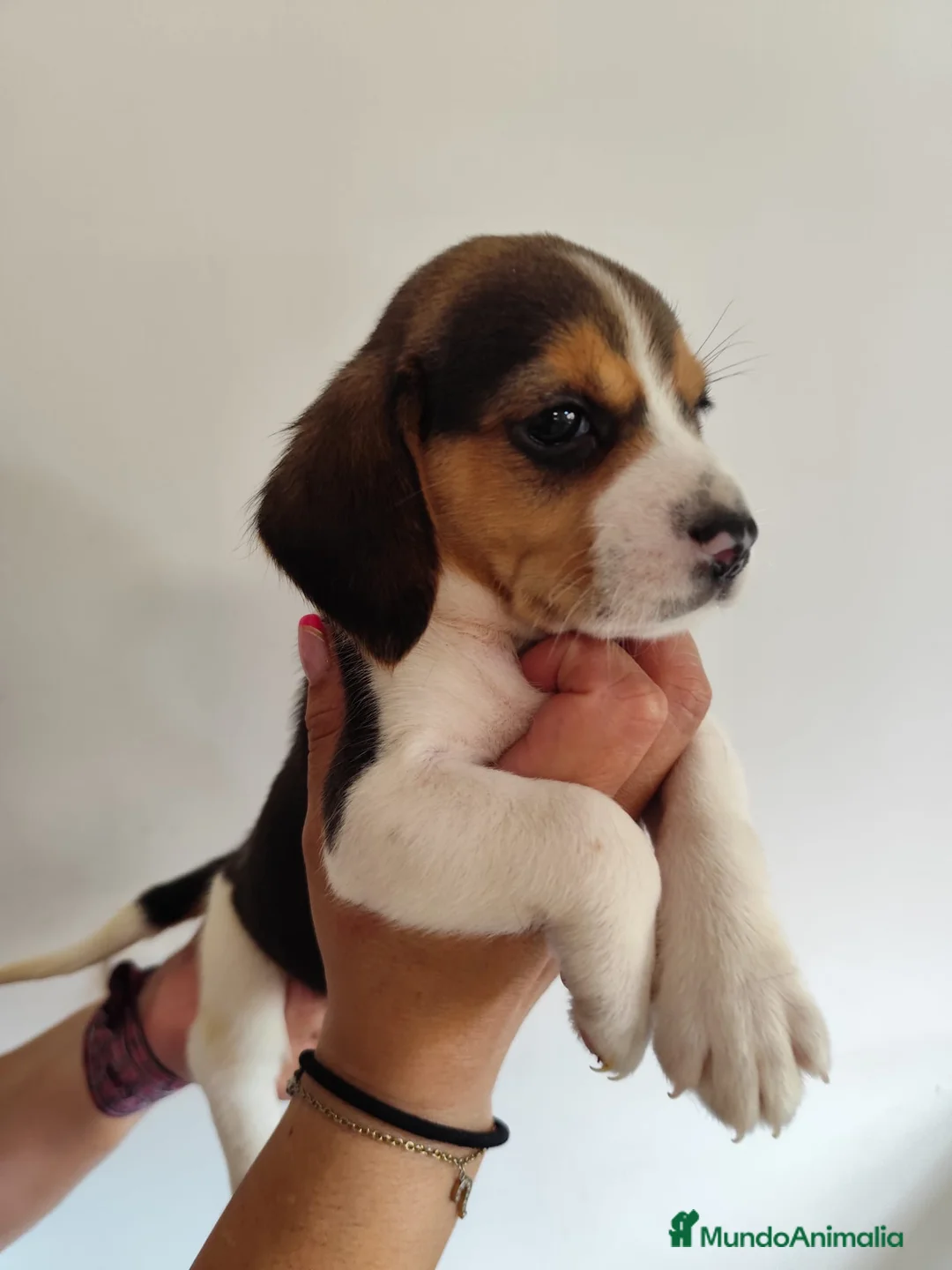 Beagle perros en venta: Beagle 641387649 - Anuncio 1