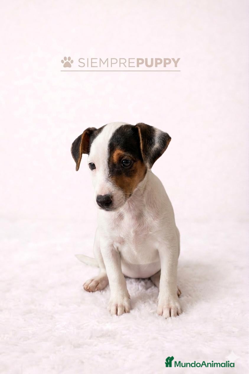 Jack Russell Terrier perros JACK RUSSELL MINI - Anuncio 2