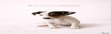 Jack Russell Terrier Cachorro 1