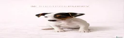 Jack Russell Terrier perros en venta: JACK RUSSELL MINI - Anuncio 1