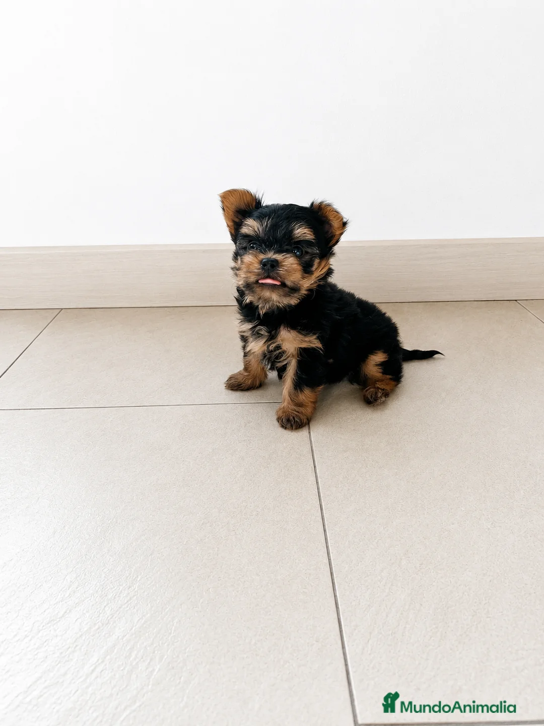 Yorkshire Terrier perros en venta: 🐾 Yorkshire Terrier - Anuncio 2