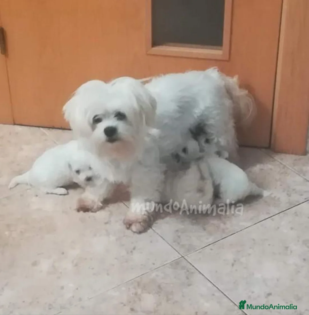 Imagen de galería {{count}}