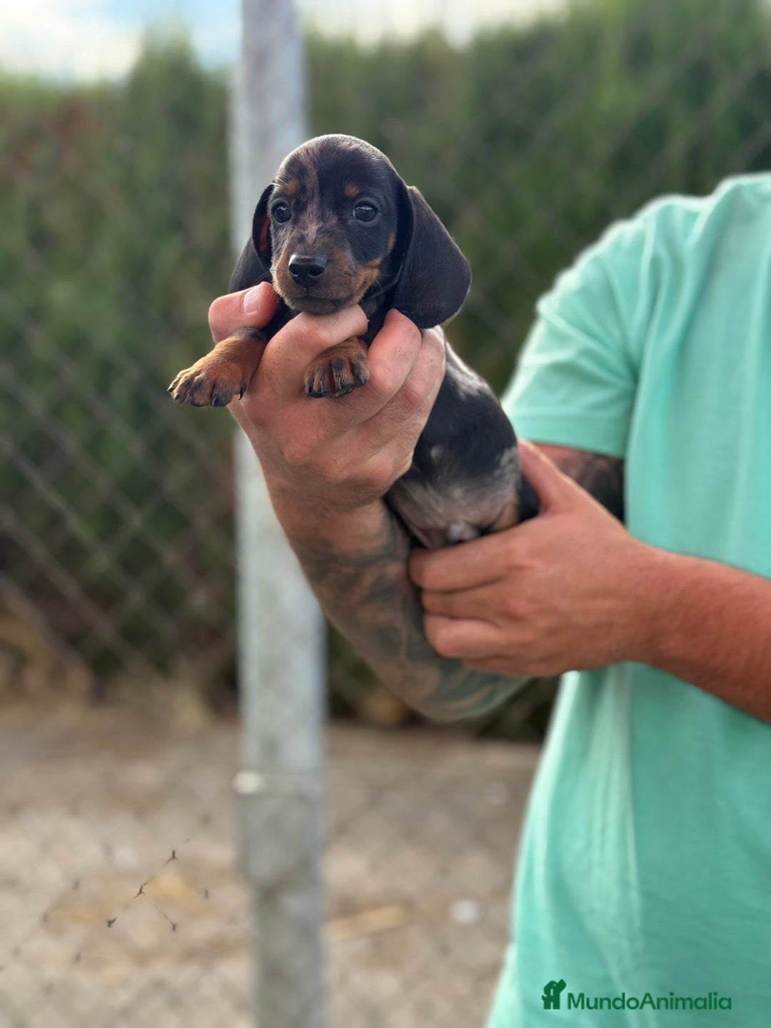 Teckel perros en venta: Espectaculares teckel kaninchen  - Imagen 5