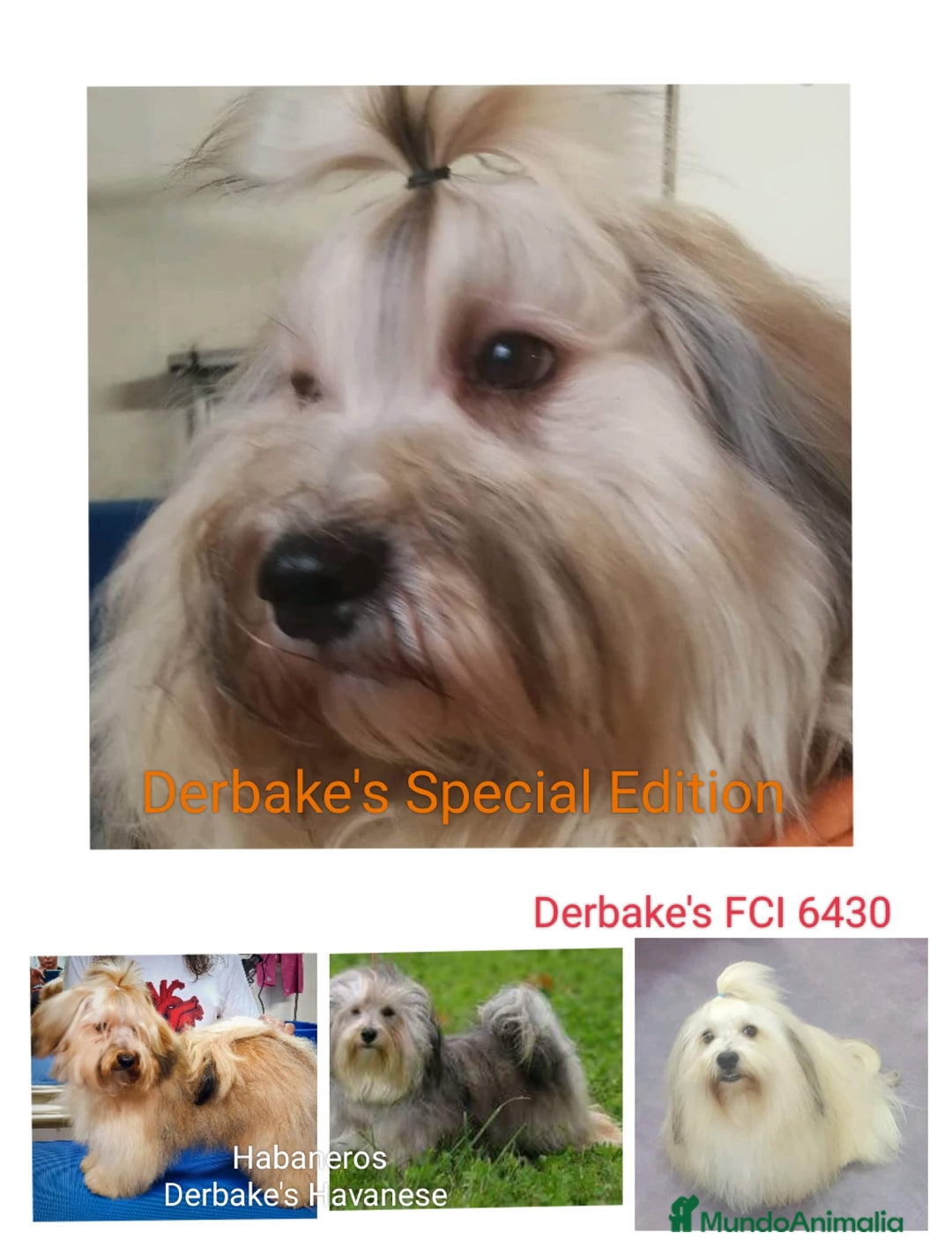 Imagen de galería {{count}}