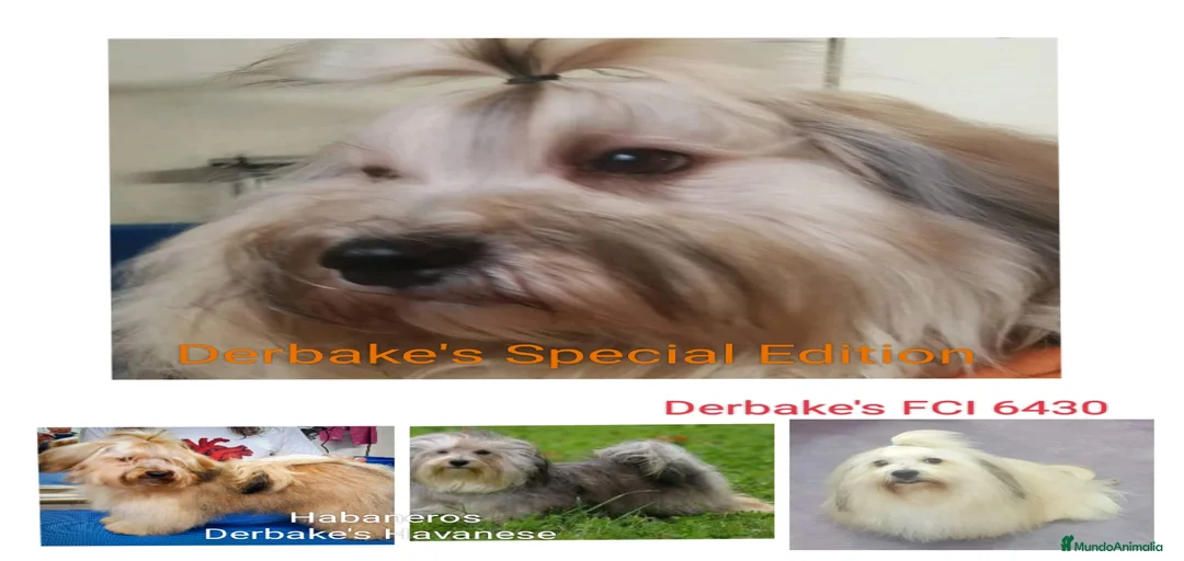 Imagen de galería {{count}}