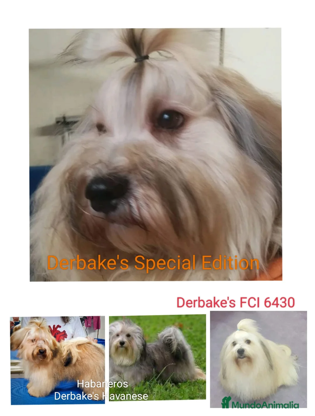 Imagen de galería {{count}}