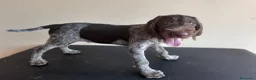 Braco Alemán de Pelo Duro perros en venta: Cachorros de Drahthaar  - Anuncio 6