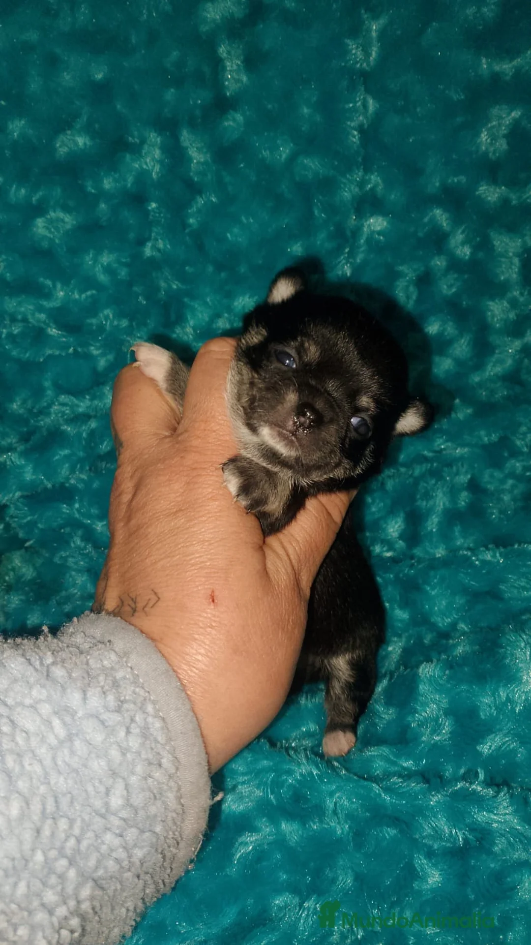 Chihuahua perros en venta:  chihuahua lilac ojos azul grises una pasada  - Anuncio 4