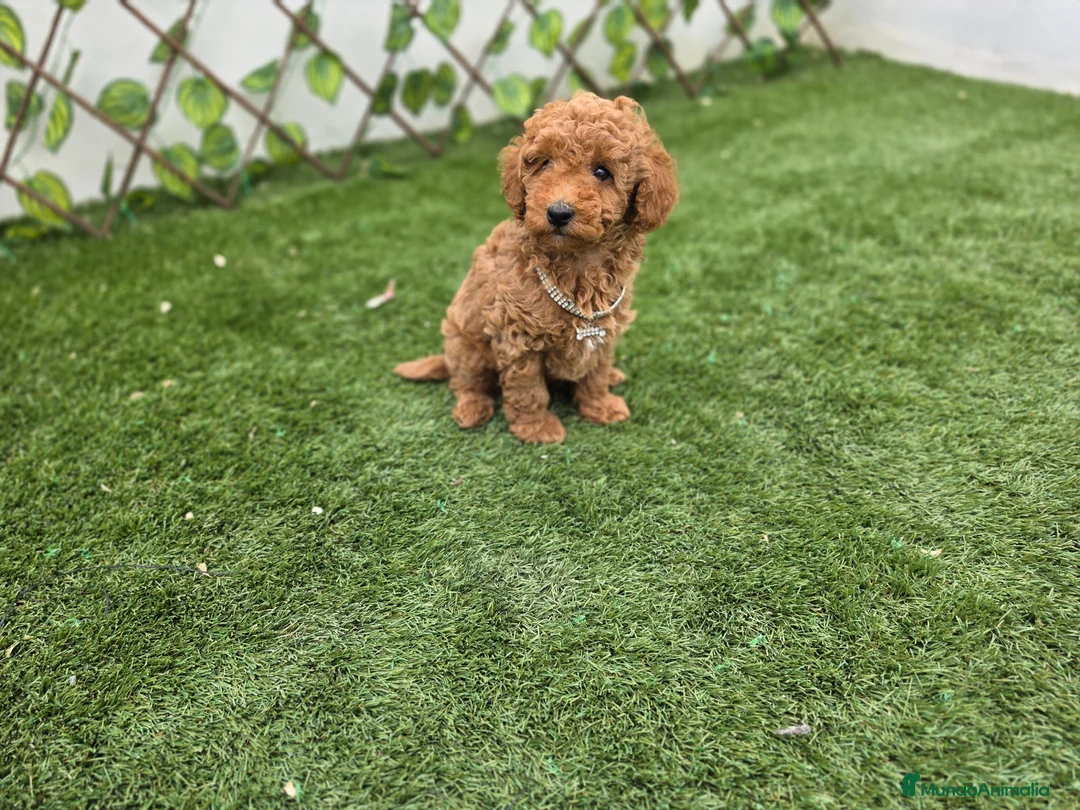 Caniche Toy perros en venta: CANICHE TOY - Anuncio 1