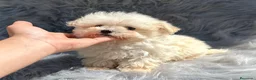 Maltipoo perros en venta: MALTIPOO MICROTOY MACHO 600 GRAMOS en Barcelona - Anuncio 4