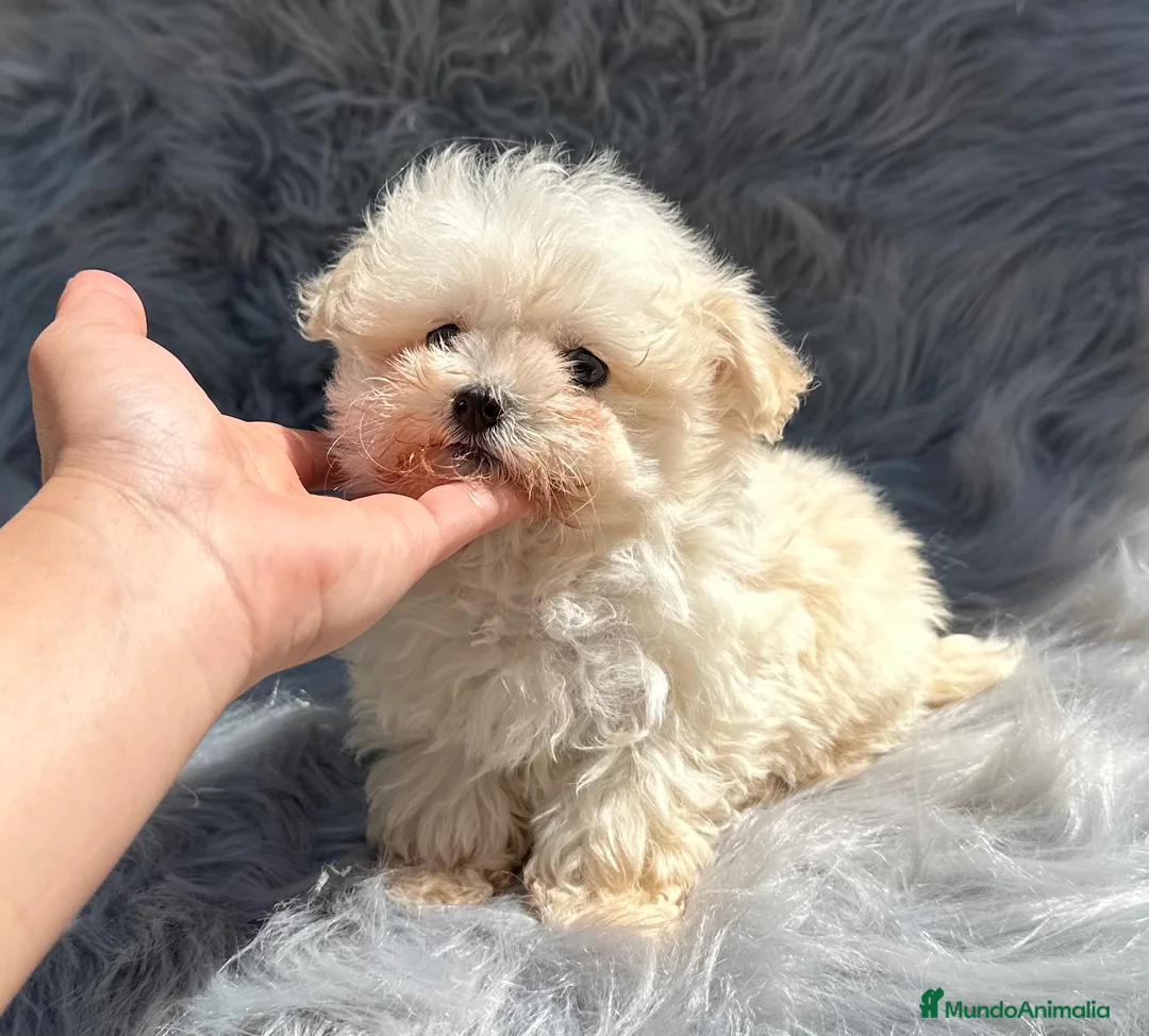 Maltipoo perros en venta: MALTIPOO MICROTOY MACHO 600 GRAMOS en Barcelona - Anuncio 4