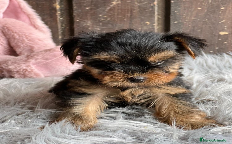 Yorkshire Terrier perros - Propaganda 1