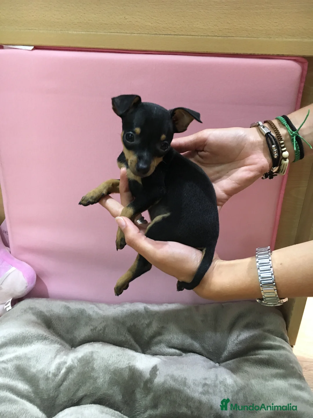 Ratón de Praga perros en venta: Ratón de Praga en Barcelona - Anuncio 5