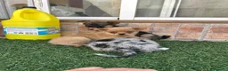 Pomchi perros en venta: Cruzaditos de chihuahua y pomerania  - Anuncio 10