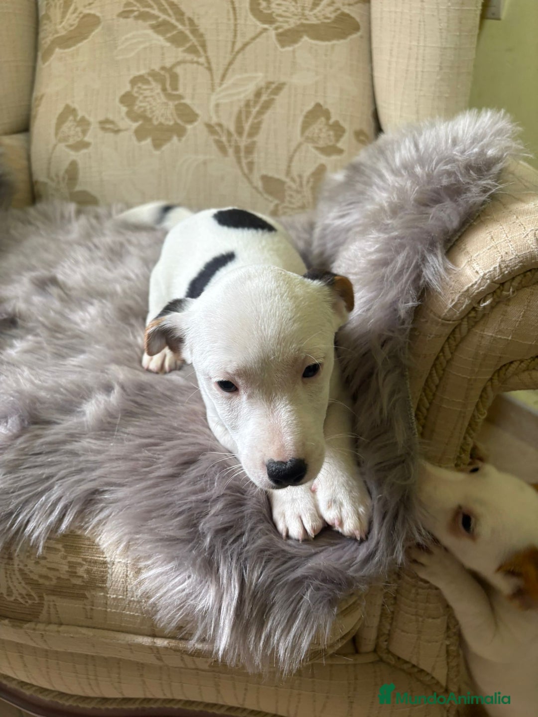 Jack Russell Terrier perros en venta: Cachorros de Jack Russell  - Imagen 37
