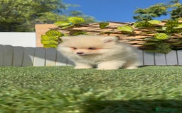 Pomerania perros en venta: POMERANIA MACHO - Imagen 10