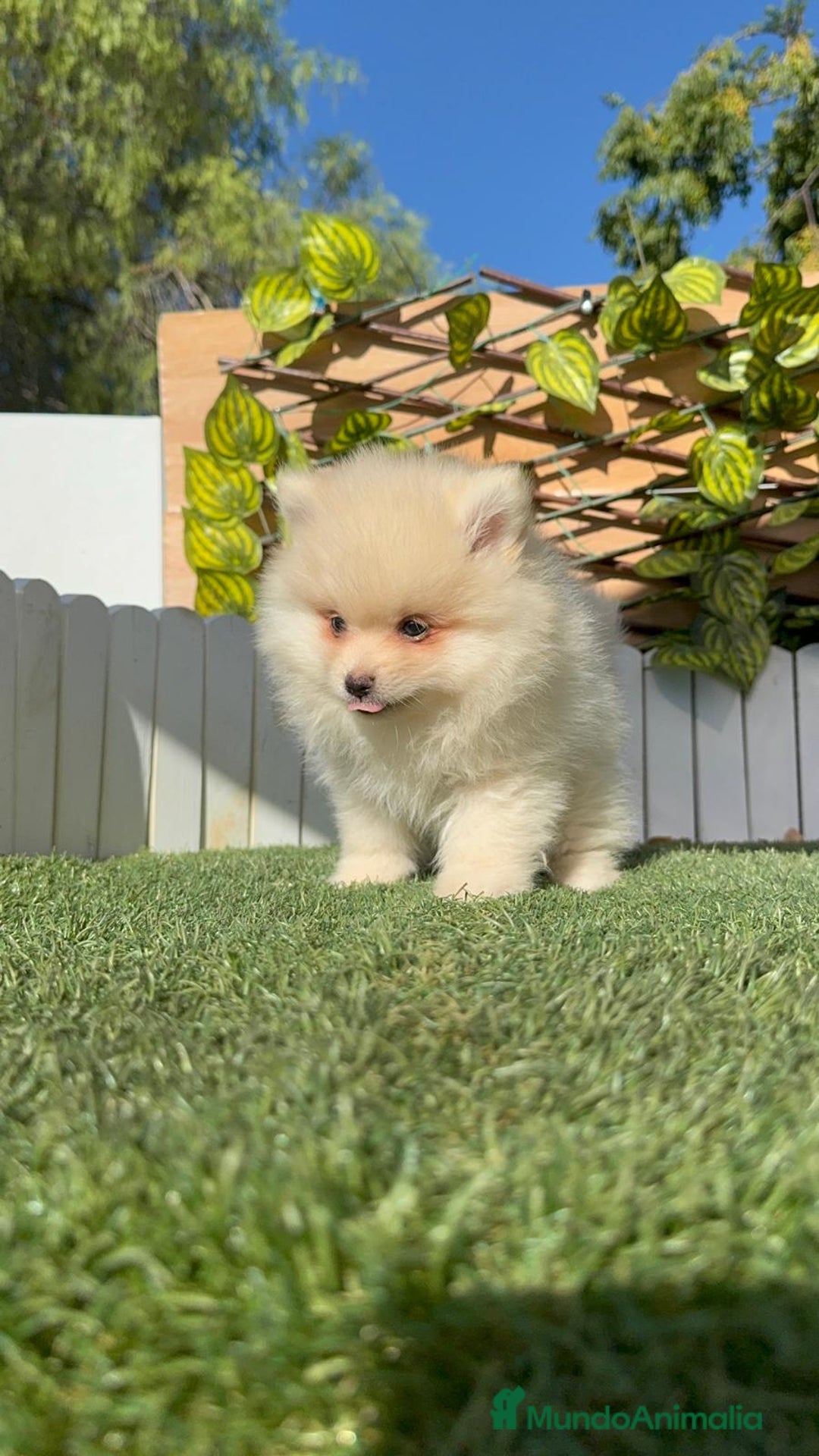 Pomerania perros en venta: POMERANIA MACHO - Imagen 10