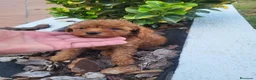 Raza Mixta perros en venta: Caniche - Anuncio 4
