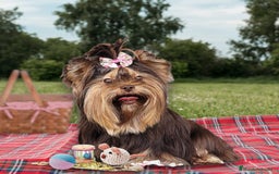 Yorkshire Terrier perros en venta: Yorkshire chocolate calidad - Imagen 2