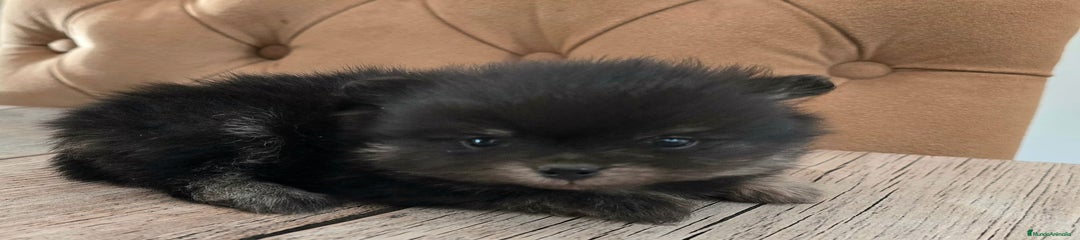 Pomerania Cachorro 1