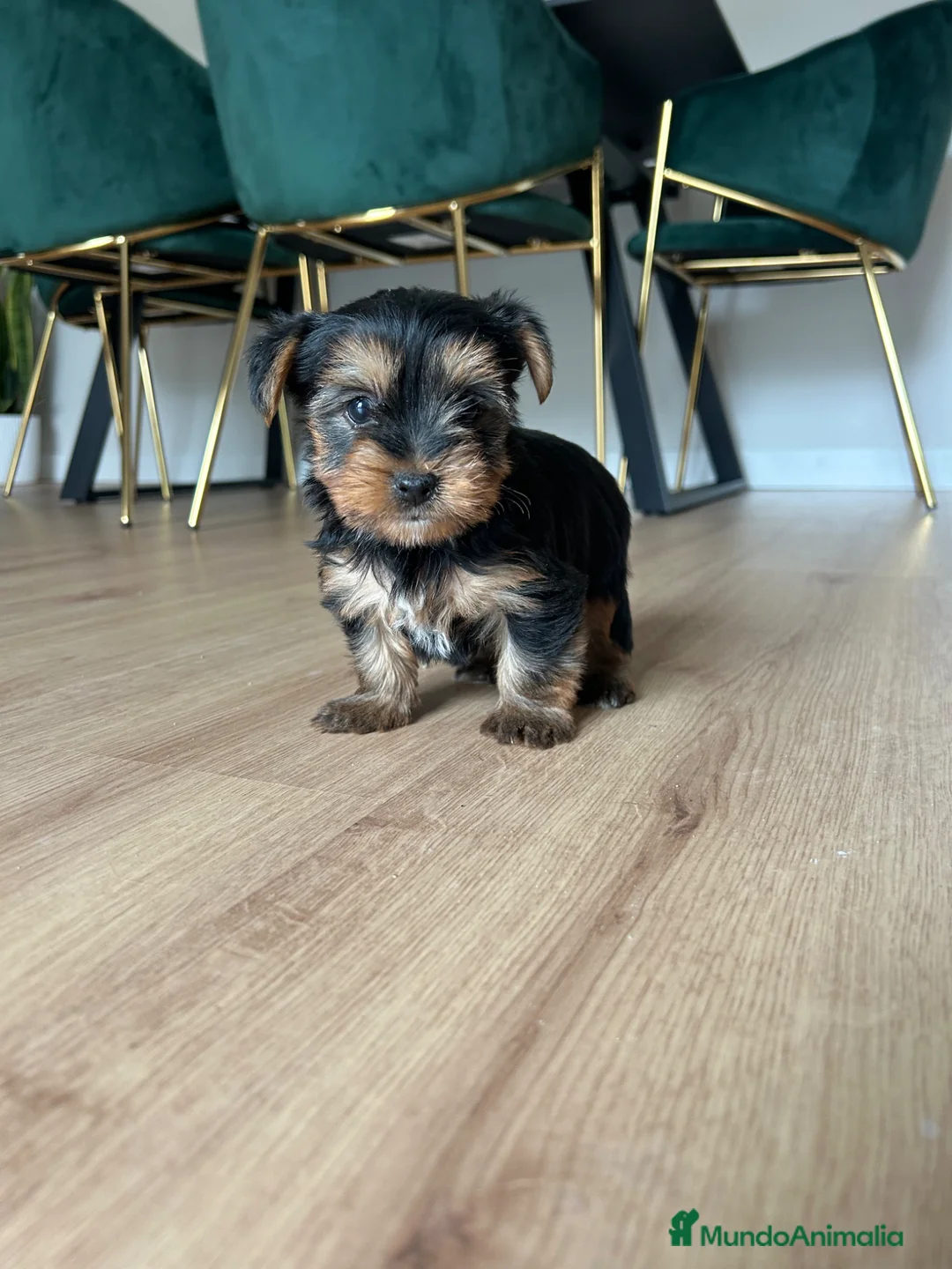 Yorkshire Terrier perros en venta: yorkshire terrier  - Anuncio 8