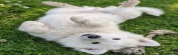 Samoyedo perros en venta: Samoyedo  - Anuncio 1