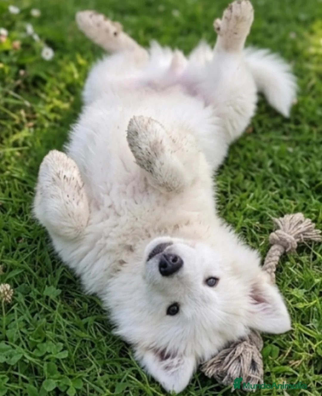 Samoyedo perros en venta: Samoyedo  - Anuncio 1