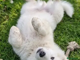 Samoyedo perros Samoyedo - Anuncio 8