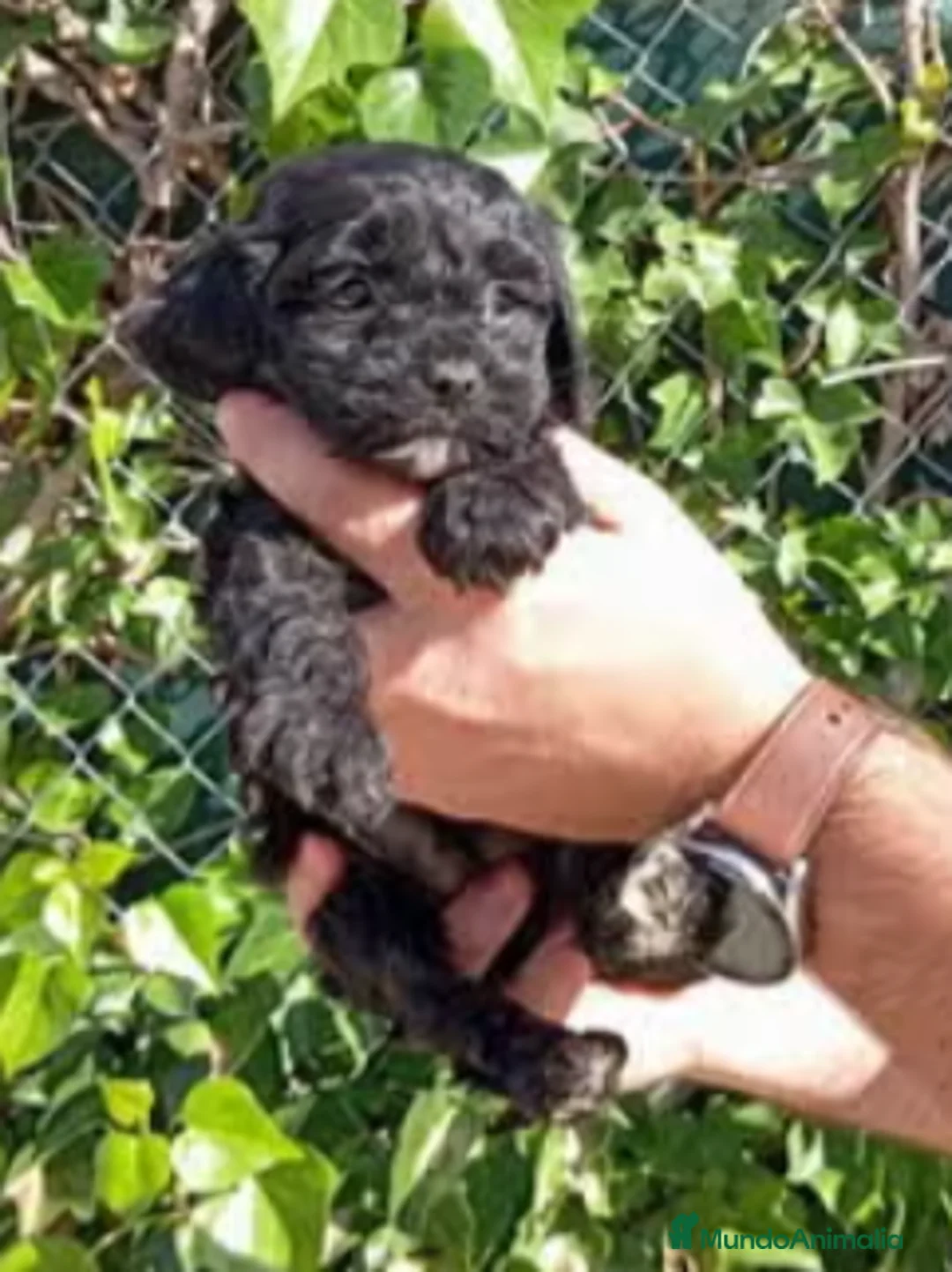 Cavapoo perros en venta: CAVAPOO - Anuncio 2