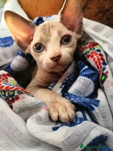 Imagen de galería {{count}}