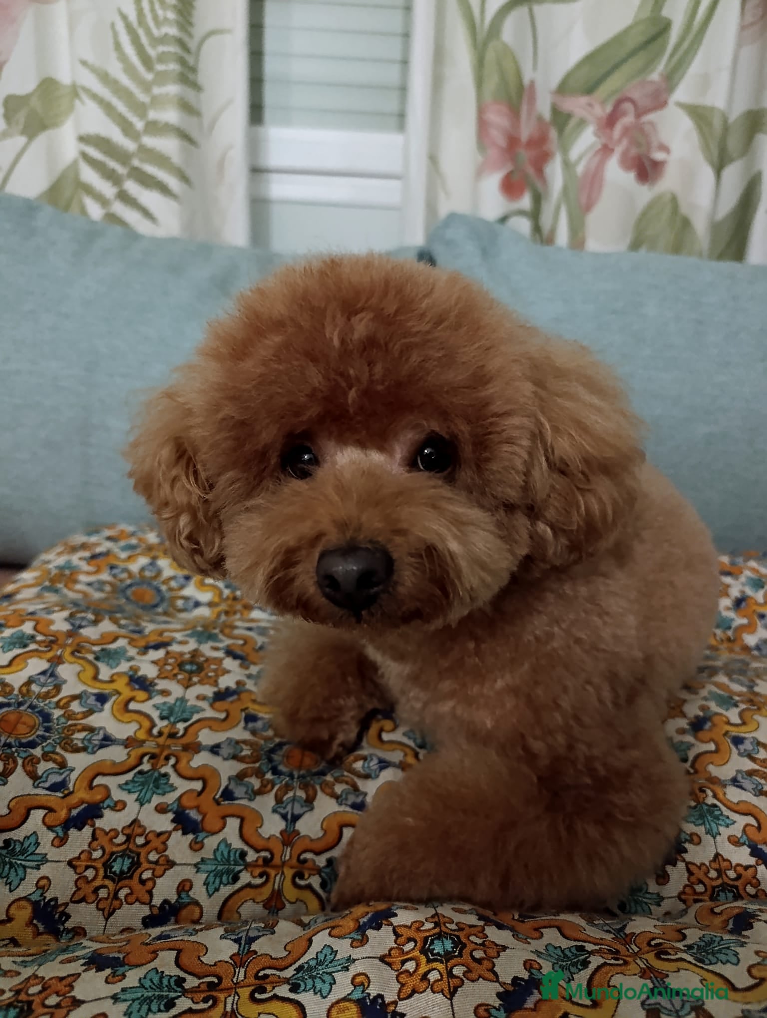 Caniche Toy perros Machos y hembras de caniche toy en Badajoz - Anuncio 2