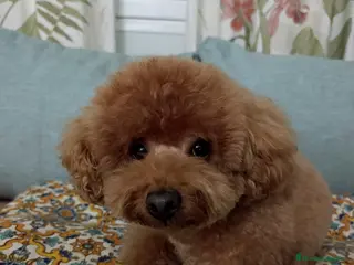 Caniche Toy perros Machos y hembras de caniche toy en Badajoz - Anuncio 2