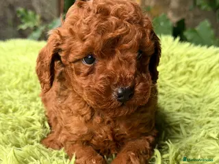 Raza Mixta perros Caniche mini rojo pimentón - Anuncio 17
