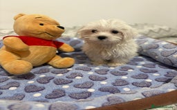 Bichón Maltés perros en venta: Bichon maltés toy  - Imagen 6