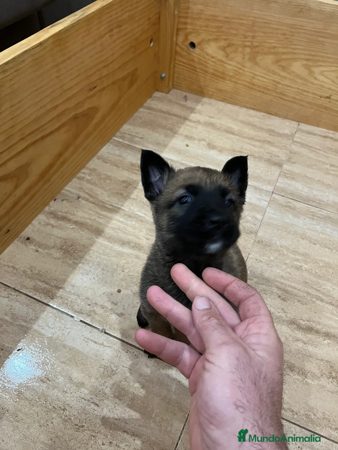 Pastor Belga Malinois perros en venta: Pastor belga malinois  - Anuncio 1