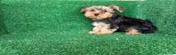 Yorkshire Terrier perros en venta: yorkshire terrier - Anuncio 5