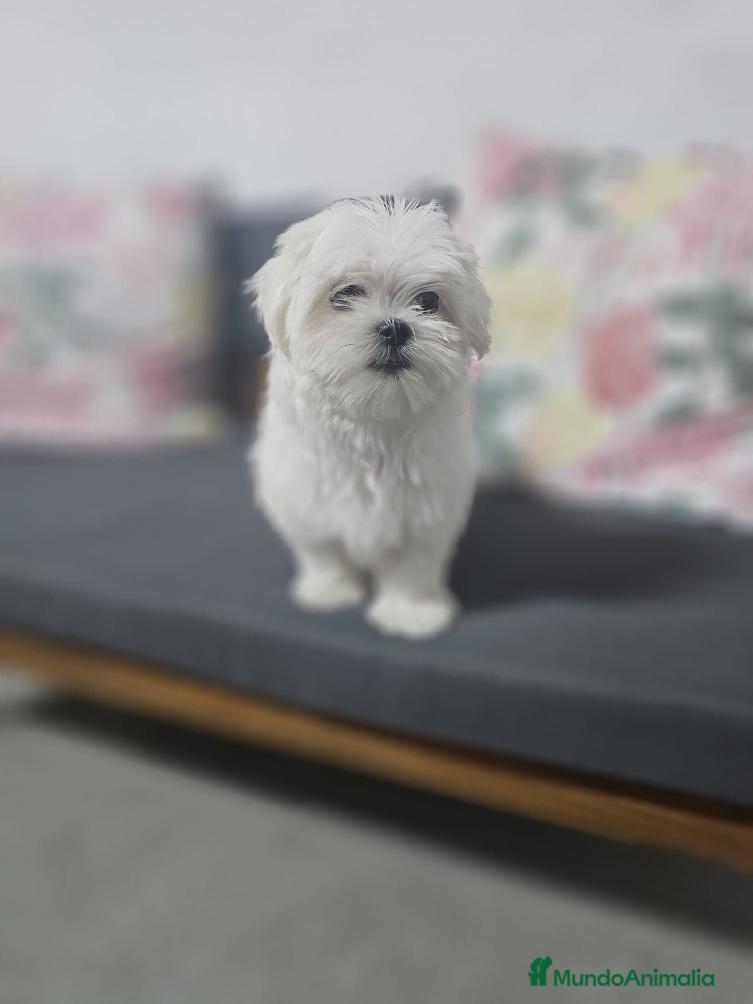 Bichón Maltés perros CAMADA DE BICHÓN MALTÉS KOREANO  - Anuncio 4