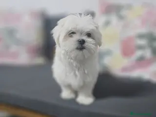 Bichón Maltés perros CAMADA DE BICHÓN MALTÉS KOREANO - Anuncio 2