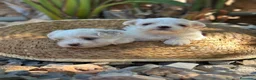 Bichón Maltés perros en venta: BICHÓN MALTÉS - Anuncio 2