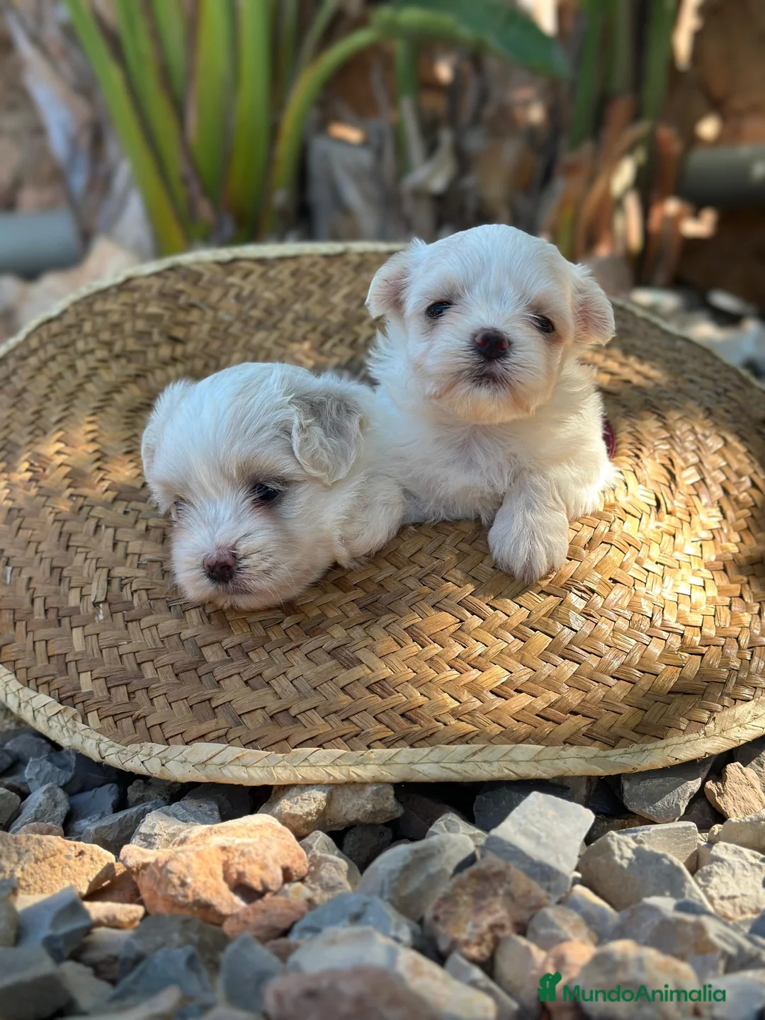 Bichón Maltés perros en venta: BICHÓN MALTÉS - Anuncio 2