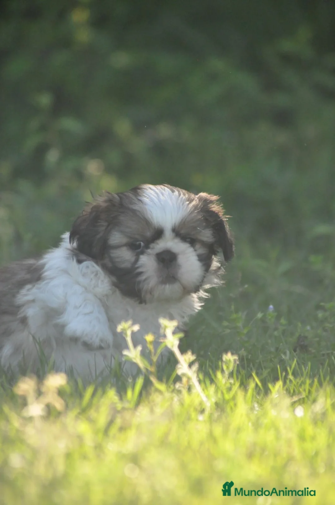 Shih Tzu perros en venta: Espectacular  cachorro - Anuncio 4