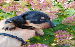 Teckel Miniatura perros en venta: Teckel miniatura  - Imagen 5