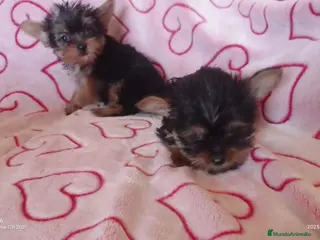 Yorkshire Terrier perros Yorshire toy - Anuncio 1