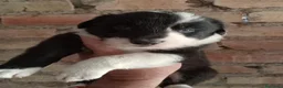 Border Collie perros en venta: Bordes collie  - Anuncio 9