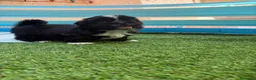 Shih Tzu perros en venta: Shih Tzu - Anuncio 5